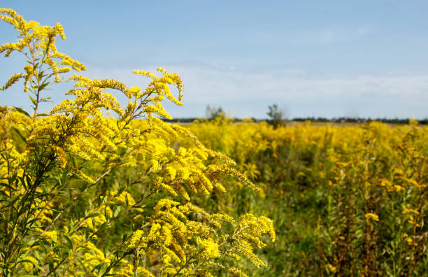 istock field with blooming goldenrod in autumn 1353615927