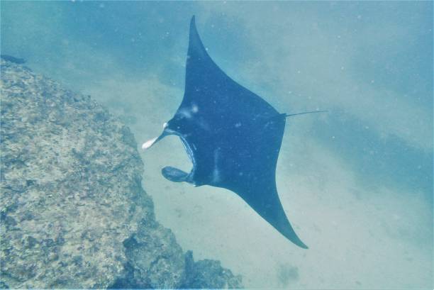 istock Scuba diving with Manta ray in Pohnpei, Micronesia 1353616698