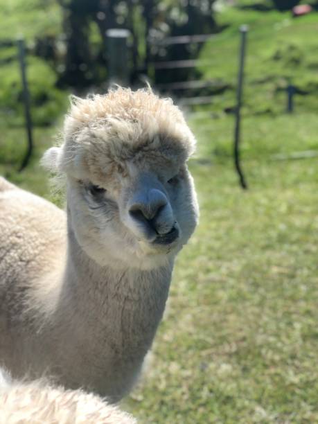 istock Alpaca in the grassland 1353616819