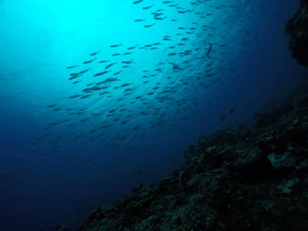 Scuba diving with Manta ray in Pohnpei, Micronesia