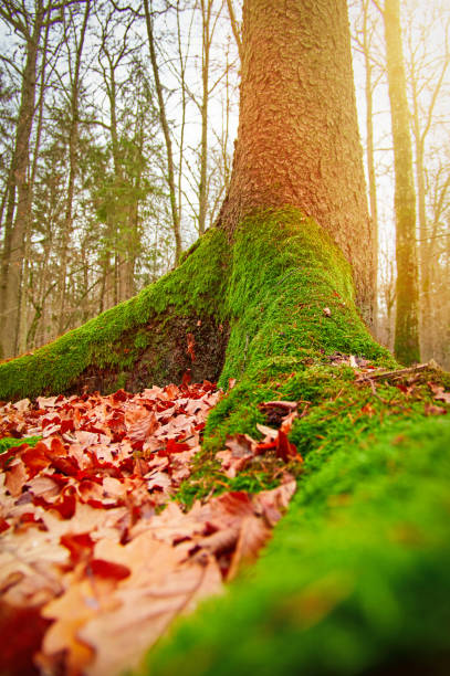 muschio verde sulle radici di una grande quercia secolare - beech tree wilderness area forest log foto e immagini stock