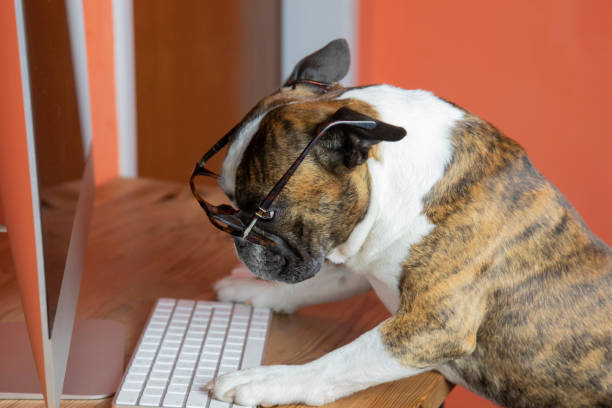 istock Cute Boston terrier with glasses works at the computer like a person 1353618502