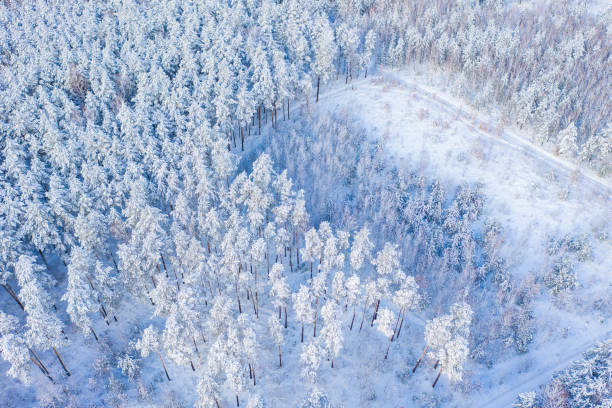 istock Aerial view of pine forest covered with snow. 1353619011