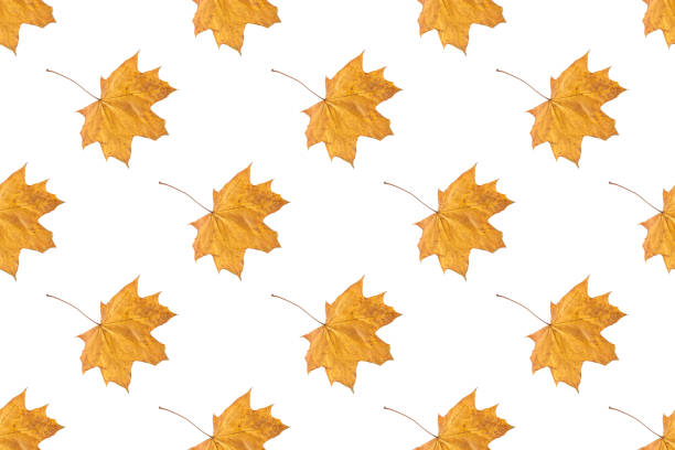istock Seamless pattern of orange autumn maple leaves isolated on white background 1353621330