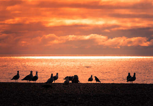 A flock of seagulls in silhouette flying and swooping on a beach with a dramatic glowing sunset and cloudscape.