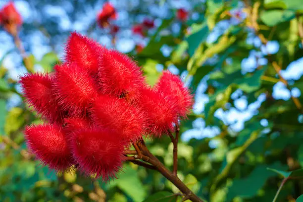 Bixa orellana red, Thailand called Kham saet.Annatto plant or Achiote plant red fruit seeds