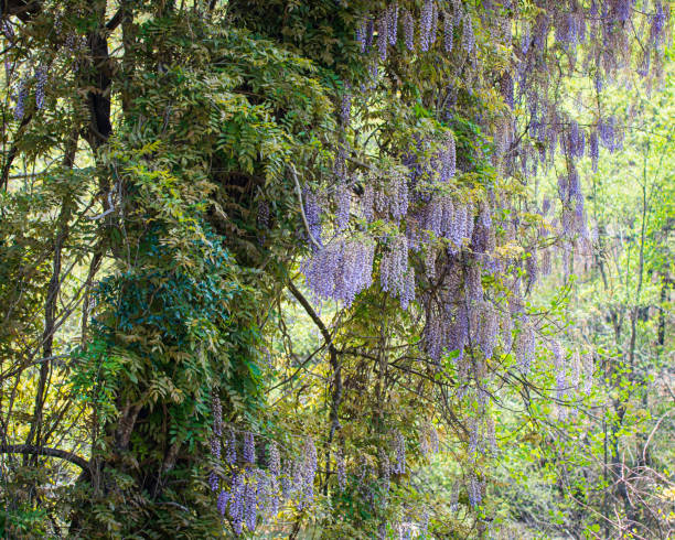 Blooming wisteria in a tree Blooming wisteria (Wisteria frutescens) vines growing wild in southeaster Alabama in April. wisteria frutescens stock pictures, royalty-free photos & images
