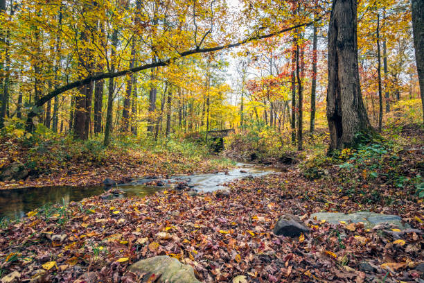 paysage de petit ruisseau dans la forêt des appalaches en automne - rapid appalachian mountains autumn water photos et images de collection