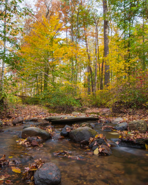 istock Long exposure creek in autumn forest 1353623213