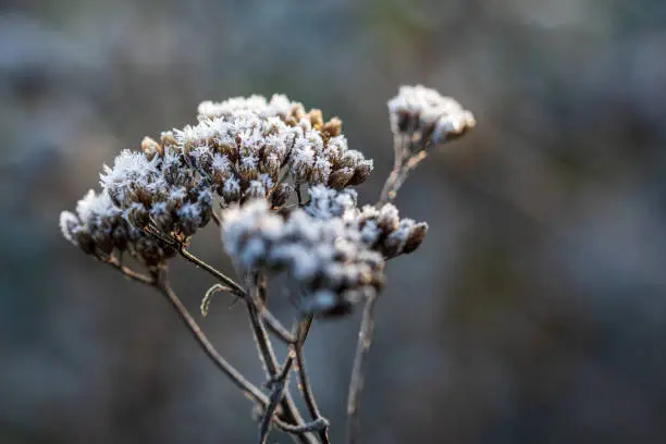 Dried twig of yarrow covered with ice crystals of hoarfrost, back-lit by warm sunlight. Frosty winter weather background. Close-up with copy space.