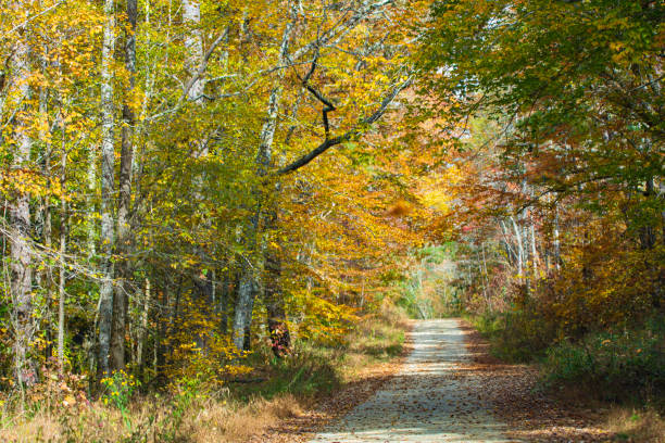 istock Single-lane road through woods with autumn color 1353623326