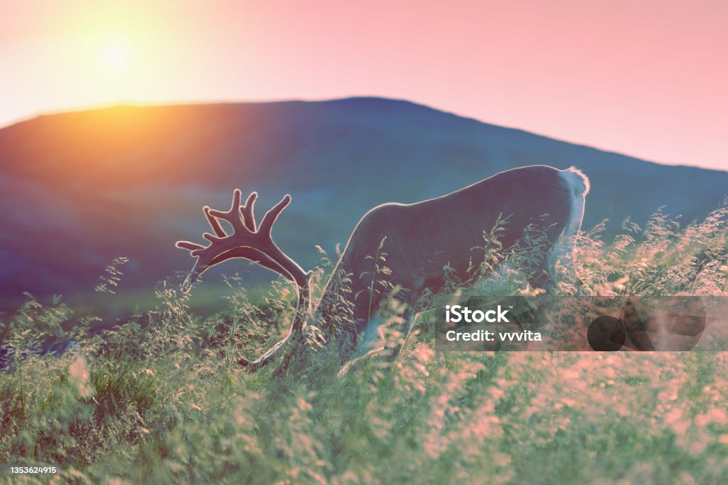 Deer grazing in a meadow in Lapland at sunset against a background of a mountain Reindeer Stock Photo