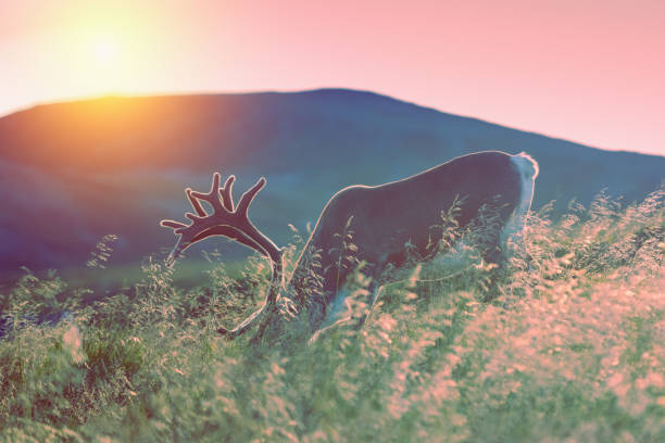 Deer grazing in a meadow in Lapland at sunset against a background of a mountain Deer grazing in a meadow in Lapland at sunset against a background of a mountain finnish lapland autumn stock pictures, royalty-free photos & images