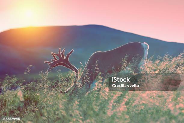 Deer Grazing In A Meadow In Lapland At Sunset Against A Background Of A Mountain Stock Photo - Download Image Now
