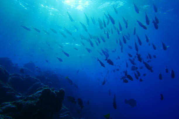 istock Scuba diving with Manta ray in Yap, Micronesia 1353625304