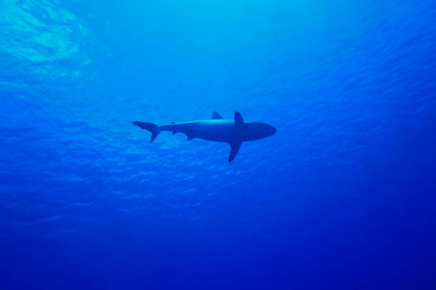 istock Scuba diving with Manta ray in Yap, Micronesia 1353625339