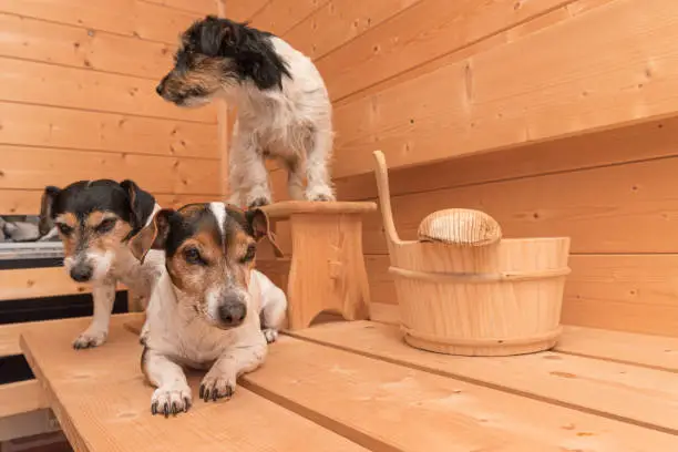 A group of cute little Jack Russell Terrier dogs in the wooden spruce sauna