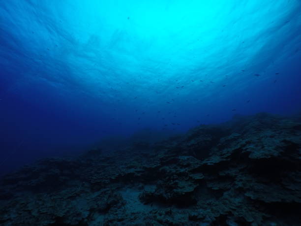 istock Scuba diving with Manta ray in Yap, Micronesia 1353626012