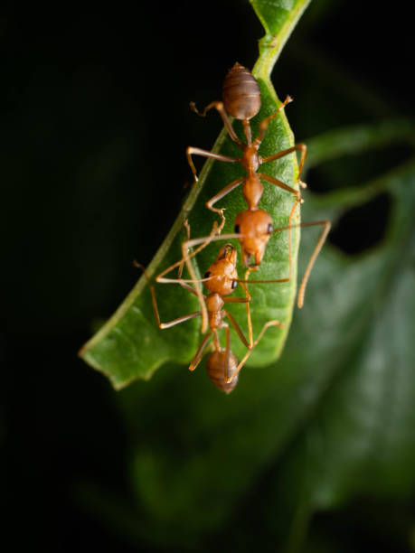Close up shoot of red ants on a leaf Close up shoot of red ants on a leaf. The "u201cred tree ant"u201d, Oecophylla longinoda occurs in the latter region and is spread throughout the whole of sub-Saharan Africa ants-walking stock pictures, royalty-free photos & images