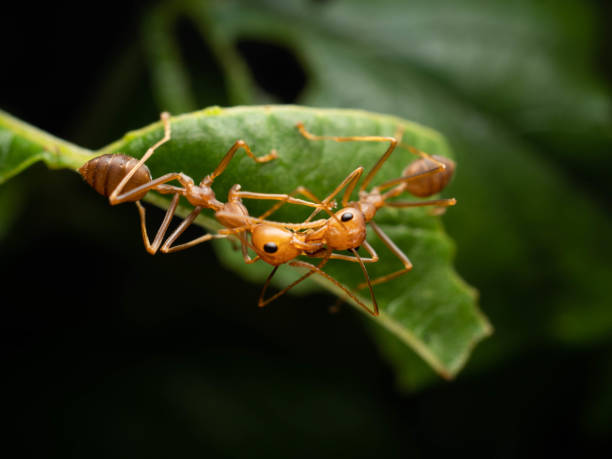 istock Close up shoot of red ants on a leaf 1353626151
