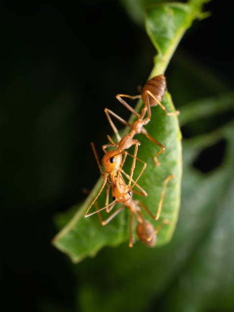 istock Close up shoot of red ants on a leaf 1353626153