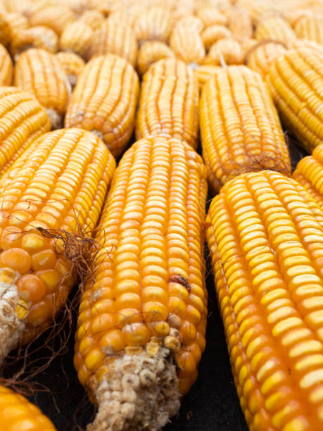 istock Picture of corn with cobs 1353626200