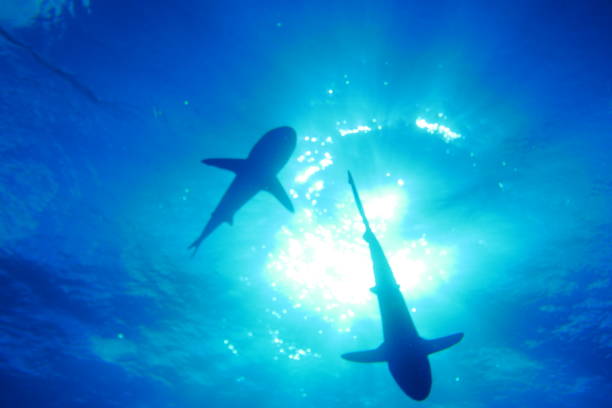 istock Scuba diving with Manta ray in Yap, Micronesia 1353626298