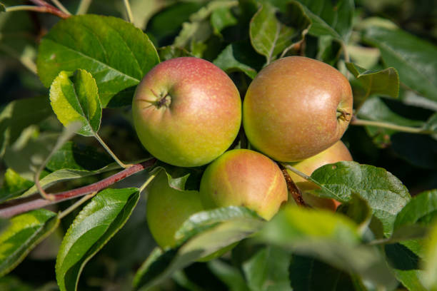 istock Red Pomegranate Harvest at Tree in Sunny day 1353626307