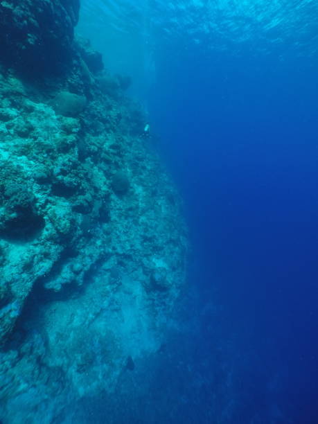istock Scuba diving with Manta ray in Yap, Micronesia 1353626540