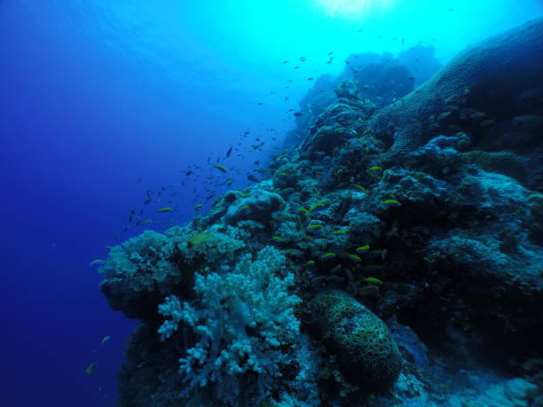 istock Scuba diving with Manta ray in Yap, Micronesia 1353626683