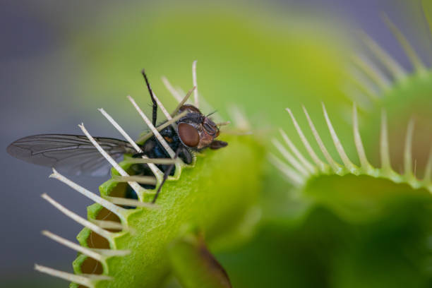 istock Fly trapped inside Venus fly trap close up 1353626692