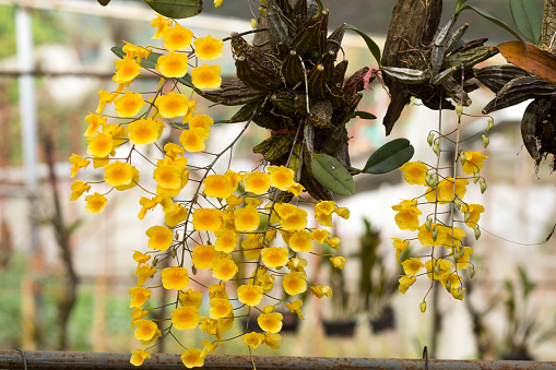 Orchids with many yellow flowers on farm in Chiang Mai province