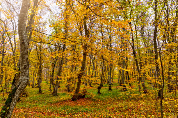 Autumn colors in the forest in November