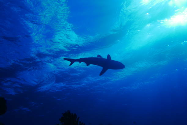 istock Scuba diving with Manta ray in Yap, Micronesia 1353628146