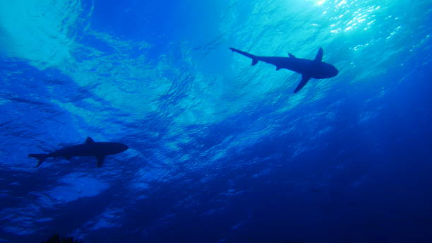istock Scuba diving with Manta ray in Yap, Micronesia 1353629388