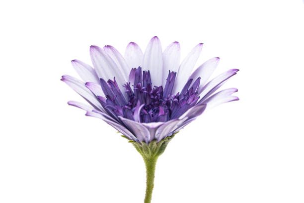 Dramatic flower background; Nature Background