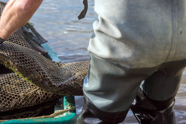 istock oyster farmer harvesting oysters close-up 1353631065