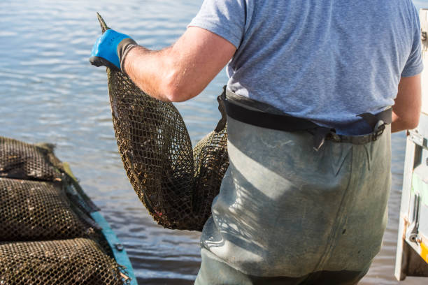 istock oyster farmer harvesting oysters close-up 1353631066
