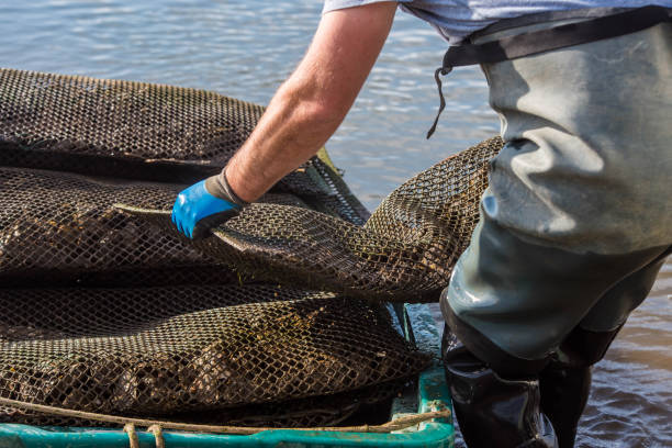 istock oyster farmer harvesting oysters close-up 1353631158