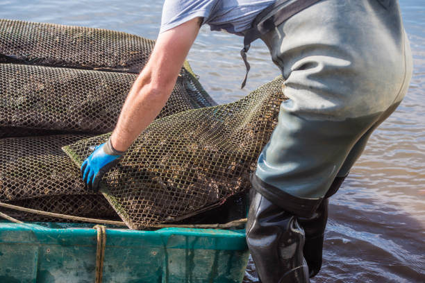 istock oyster farmer harvesting oysters close-up 1353631522