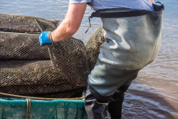 oyster farmer harvesting oysters close-up