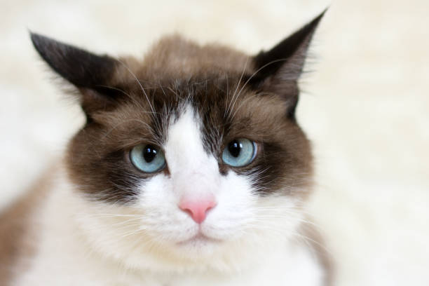 istock portrait of a cat with blue eyes on a light background 1353631530