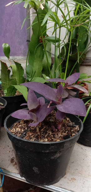 istock purple leafed plant in pot 1353631672