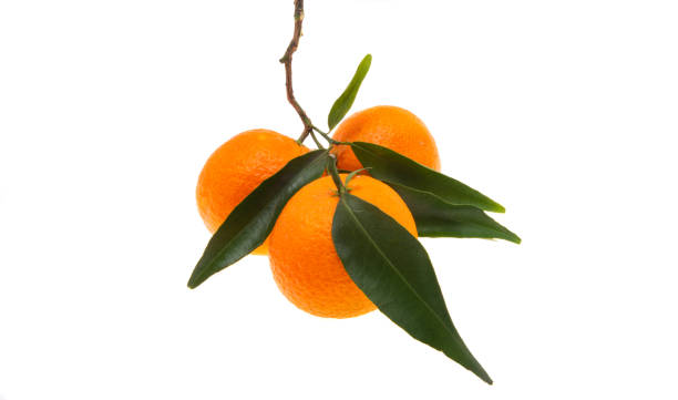 istock tangerines with leaves isolated 1353631704