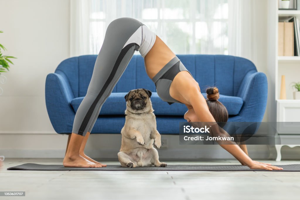 woman practice yoga Downward Facing dog or yoga Adho Mukha Svanasana pose to meditation and kissing her dog pug breed enjoy and relax with yoga in bedroom,Recreation with Dog Concept Downward Facing Dog Position Stock Photo