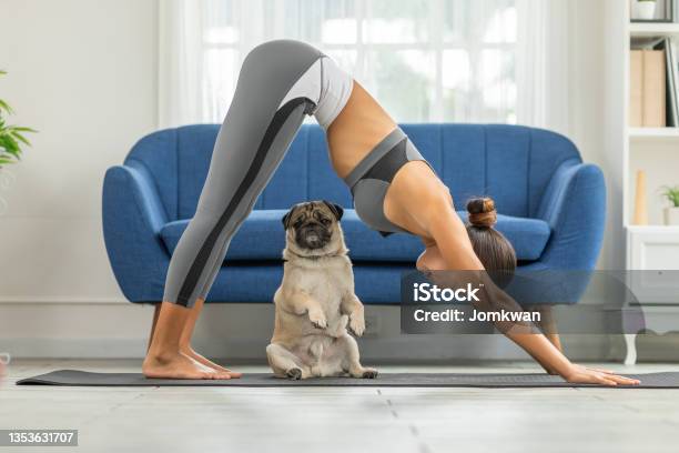 Woman Practice Yoga Downward Facing Dog Or Yoga Adho Mukha Svanasana Pose To Meditation And Kissing Her Dog Pug Breed Enjoy And Relax With Yoga In Bedroomrecreation With Dog Concept Stock Photo - Download Image Now