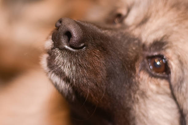 dog nose close up.  dog looking up. High quality photo