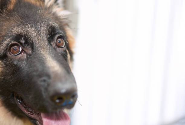istock german shepherd near cage looking at camera smile with copy space 1353631786