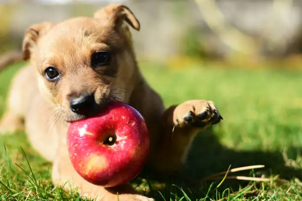 little cute puppy gnaws a big apple on a green lawn. High quality photo