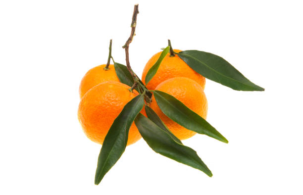 istock tangerines with leaves isolated 1353632452